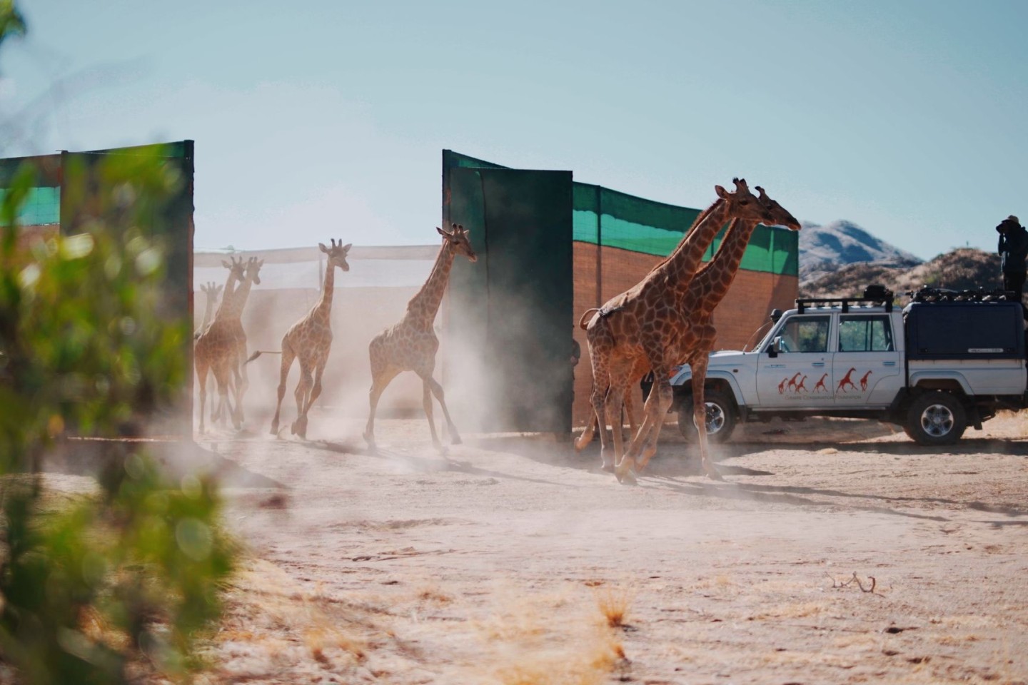 Giraffen im Iona-Nationalpark in Angola.