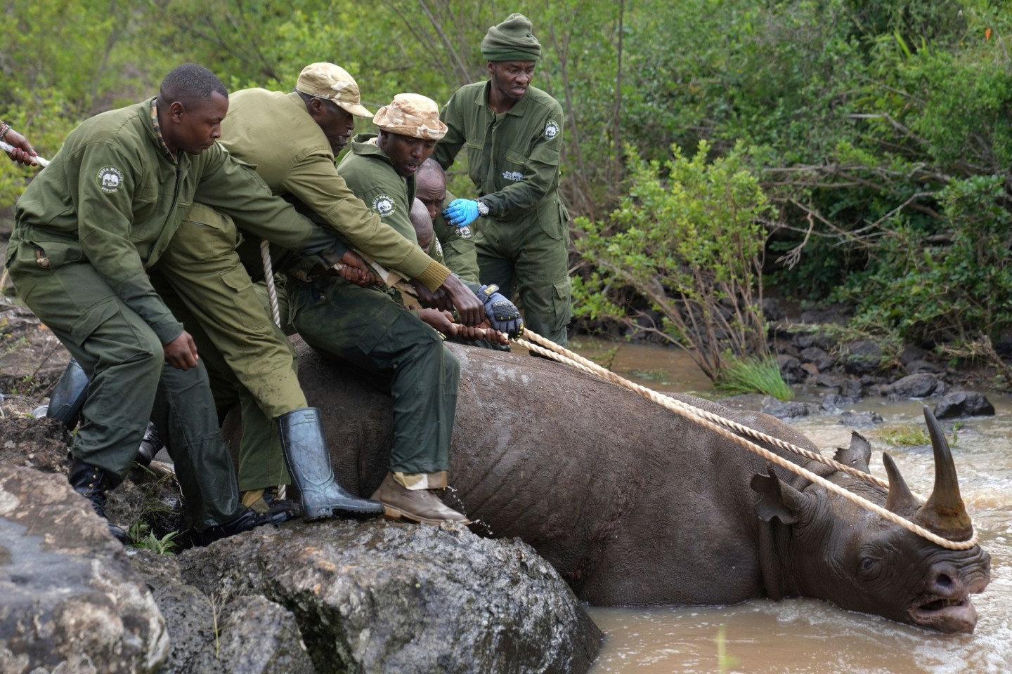 Ranger des Kenya Wildlife Service und ein Fangteam ziehen ein betäubtes Spitzmaulnashorn aus dem Wasser im Nairobi-Nationalpark.