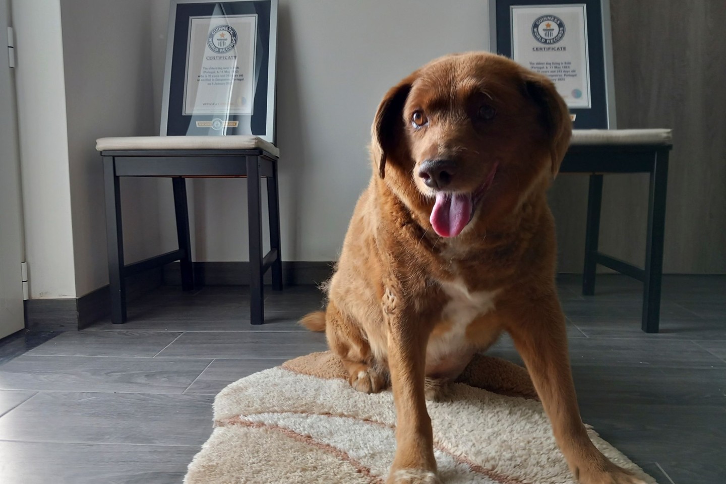 Bobi, ein portugiesischer Hund der Rasse Rafeiro do Alentejo, gilt als «ältestes Hund aller Zeiten».