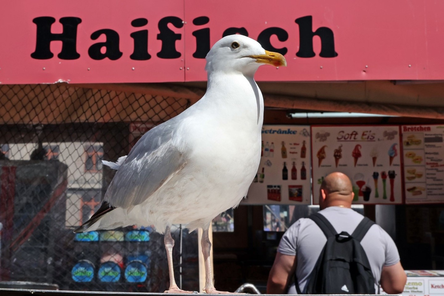 Eine Möwe lauert vor einem Verkaufskutter in Warnemünde auf die nächste Beute.