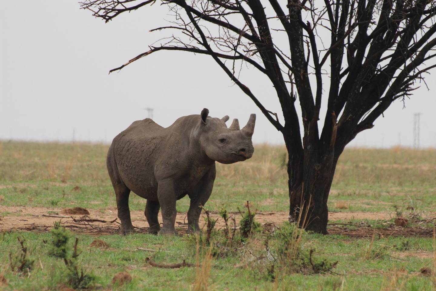 Ein Breitmaulnashorn in der privaten Nashornaufzucht von John Hume in Südafrikas Nordwest-Provinz.