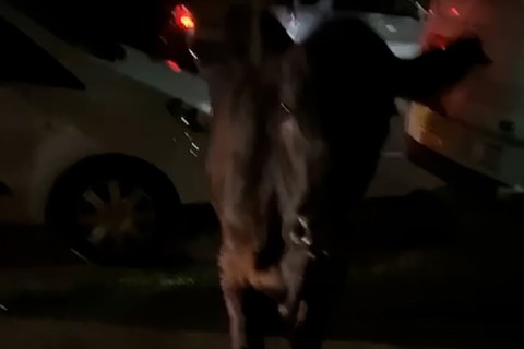 Ausgebüxte Kuh zwei Mal von Polizeiwagen gerammt