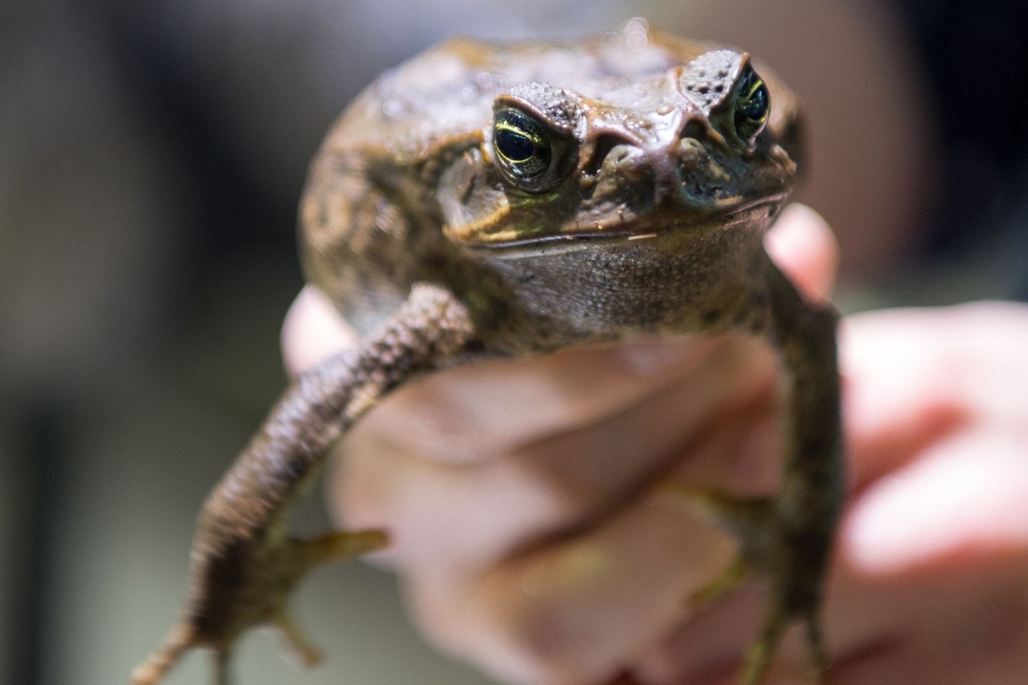 Sie sollte Schädlinge bekämpfen - jetzt wird sie selbst gejagt: Die Aga-Kröte ist in Australien eine Bedrohung für die einheimischen Tiere.