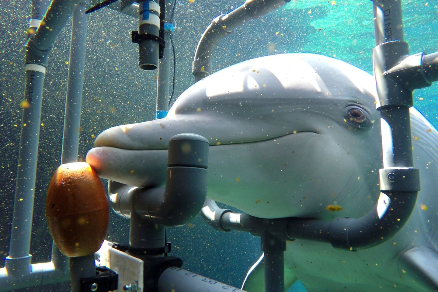 Der untersuchte Delphin Donna während des Trainings. Die Delfine können elektrische Gleichstromfelder wahrnehmen und entsprechend reagieren.