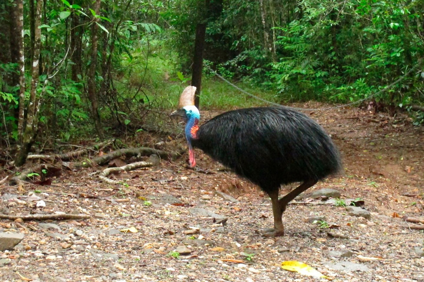 Helmkasuare sind die drittgrößten Vögel der Welt. (Archivbild)