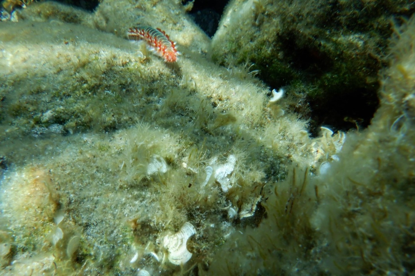 Ein Feuerwurm (Hermodice carunculata) zwischen Korallen im Meer.