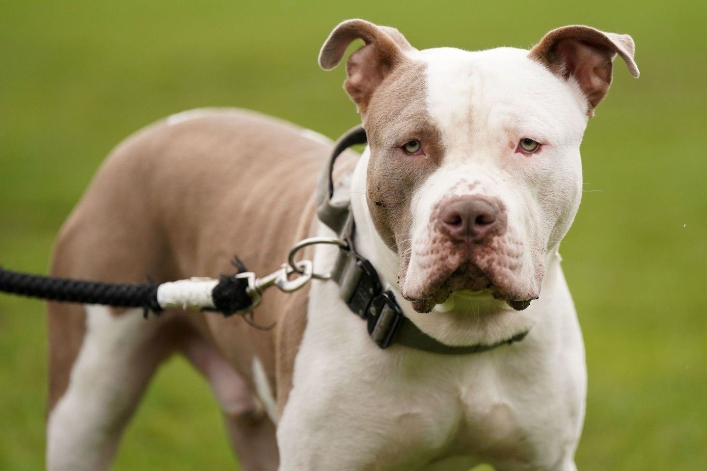 Ein XL-Bully-Hund namens Riz in Birmingham.