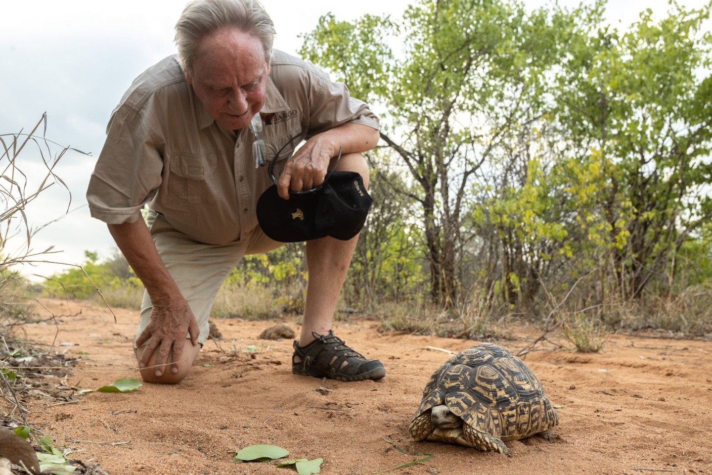 Wilfried Pabst entdeckt bei einer Buschwanderung in seinem Naturschutzgebiet Sango im Südosten Simbabwes eine Pantherschildkröte, die bis zu 60 Jahre alt werden kann.