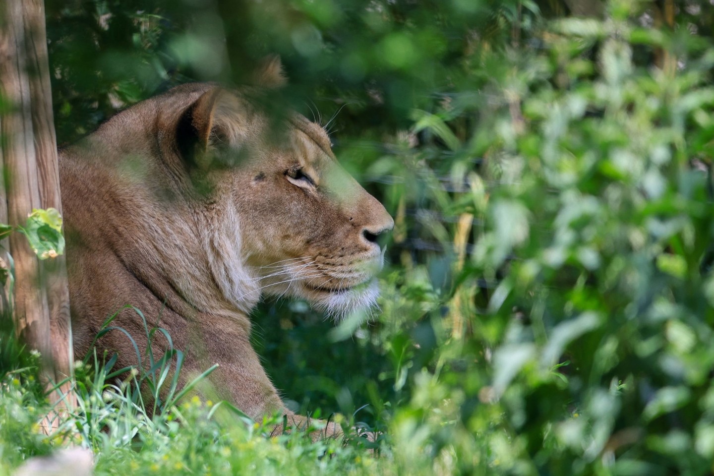 Normalerweise sieht man Löwen nur im Zoo - wie hier in Leipzig.