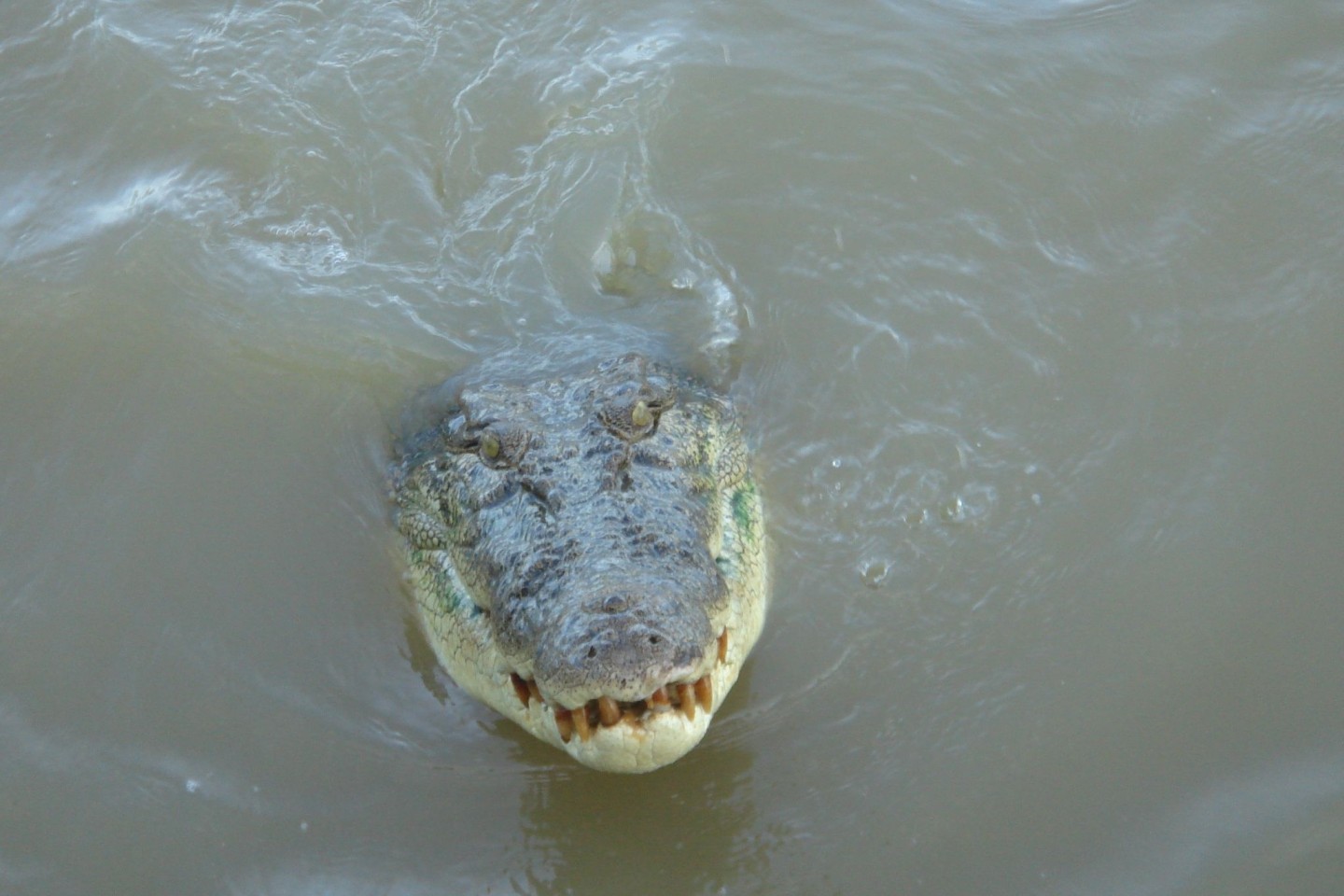 Nach dem Verschwinden eines Anglers in Australien gilt es als sehr wahrscheinlich, dass der Mann von einem Krokodil getötet wurde. 