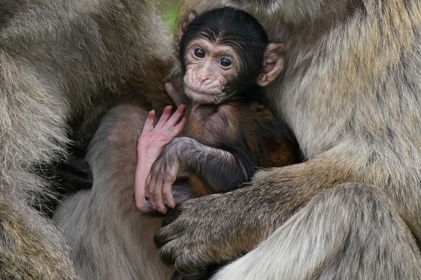 Makaken-Nachwuchs in einem britischen Zoo. Videos von Makaken, die wie Menschenkinder dargestellt werden, sorgen bei Facebook, Instagram, TikTok und YouTube für viele Likes - doch für die...