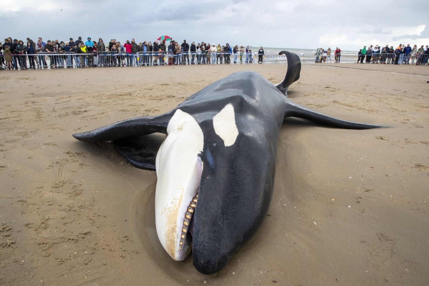 Der gestrandete Orca an der Küste von Koksijde sieht sehr mager aus.