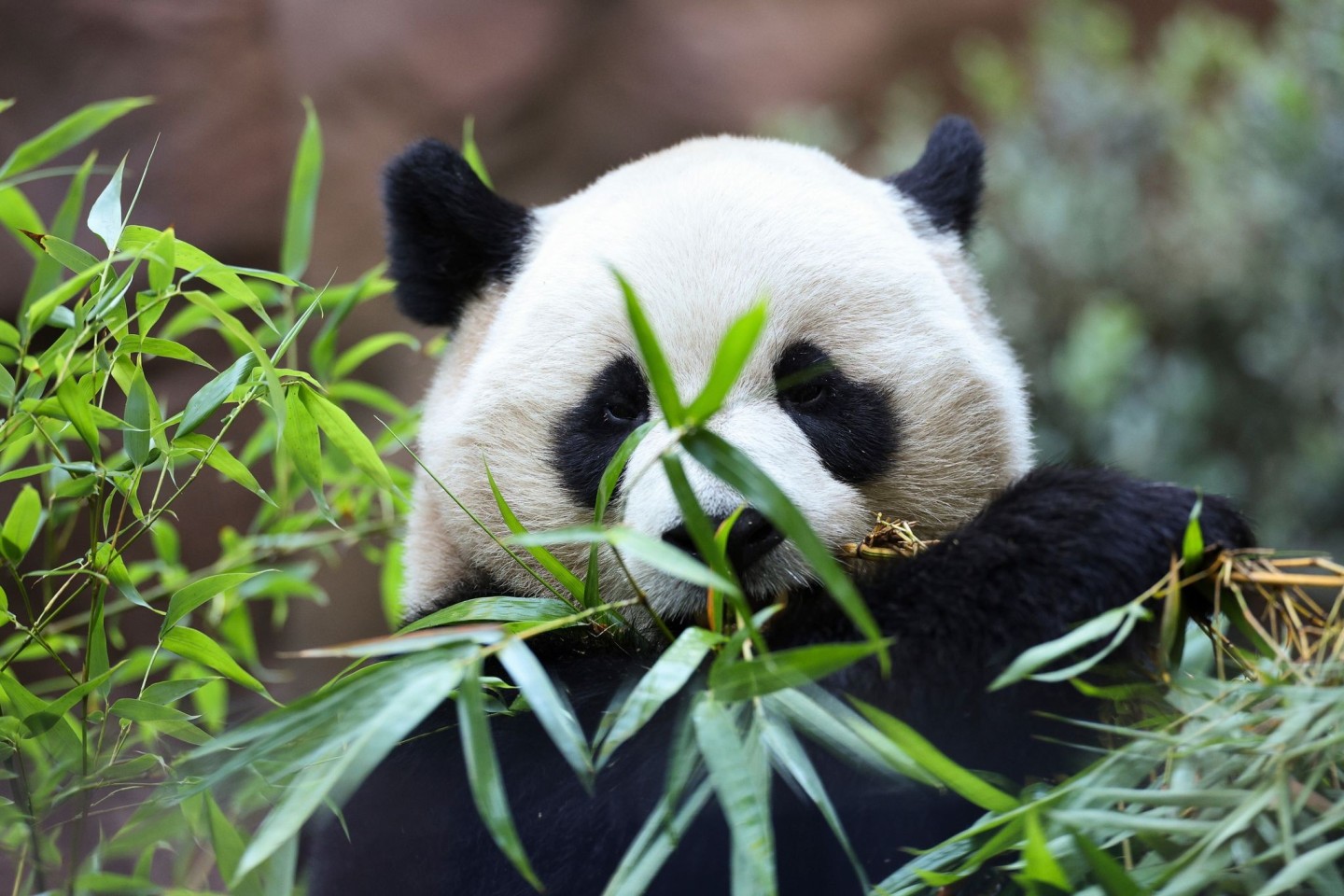 Zwei Pandas feiern im kalifornischen San Diego ihre Premiere.