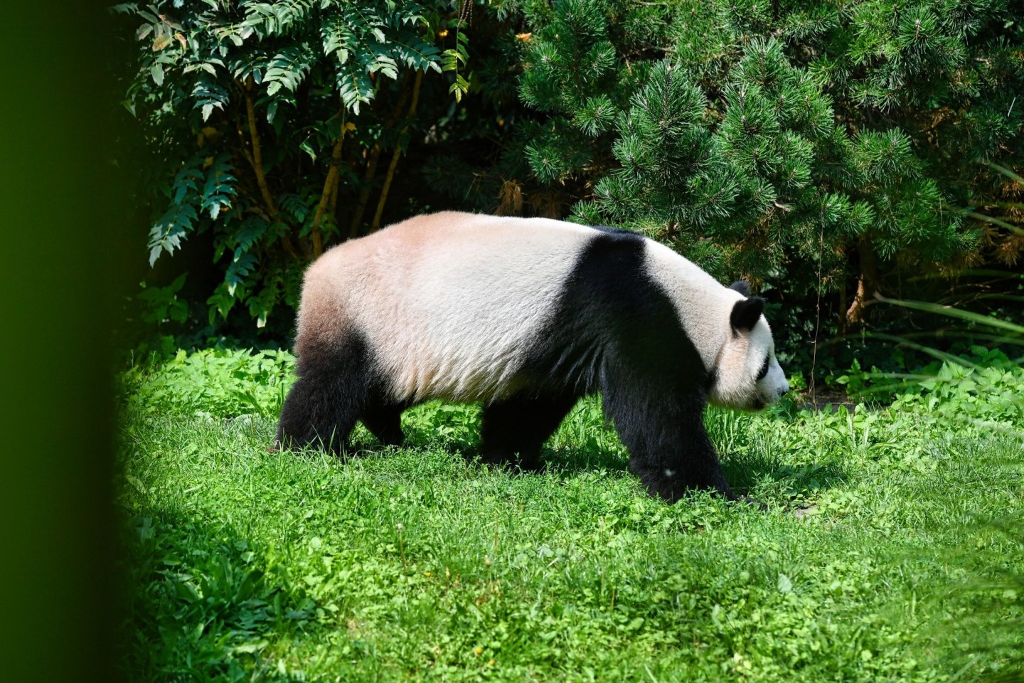 Forscher von der Universität Tübingen haben einen Vorläufer vom Panda im Allgäu entdeckt