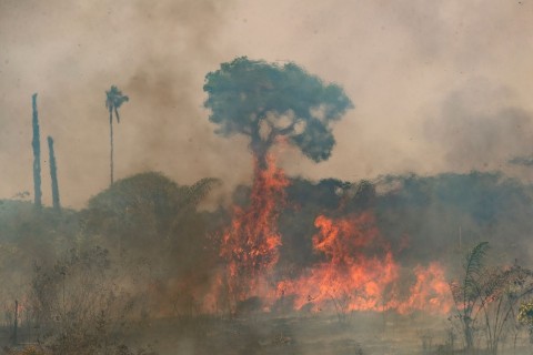 WWF: Brände in Brasilien vernichten unberührten Regenwald